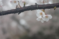 雨の日の桜 (4)