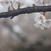 雨の日の桜 (4)