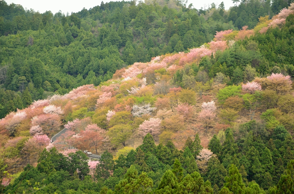 吉野の桜 (1)