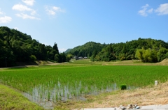 のどかな風景