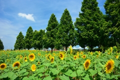 小野市立ひまわりの丘公園 (2) 