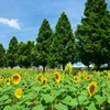 小野市立ひまわりの丘公園 (2) 