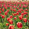 チューリップ畑 (1)