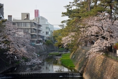 夙川の桜 (1)
