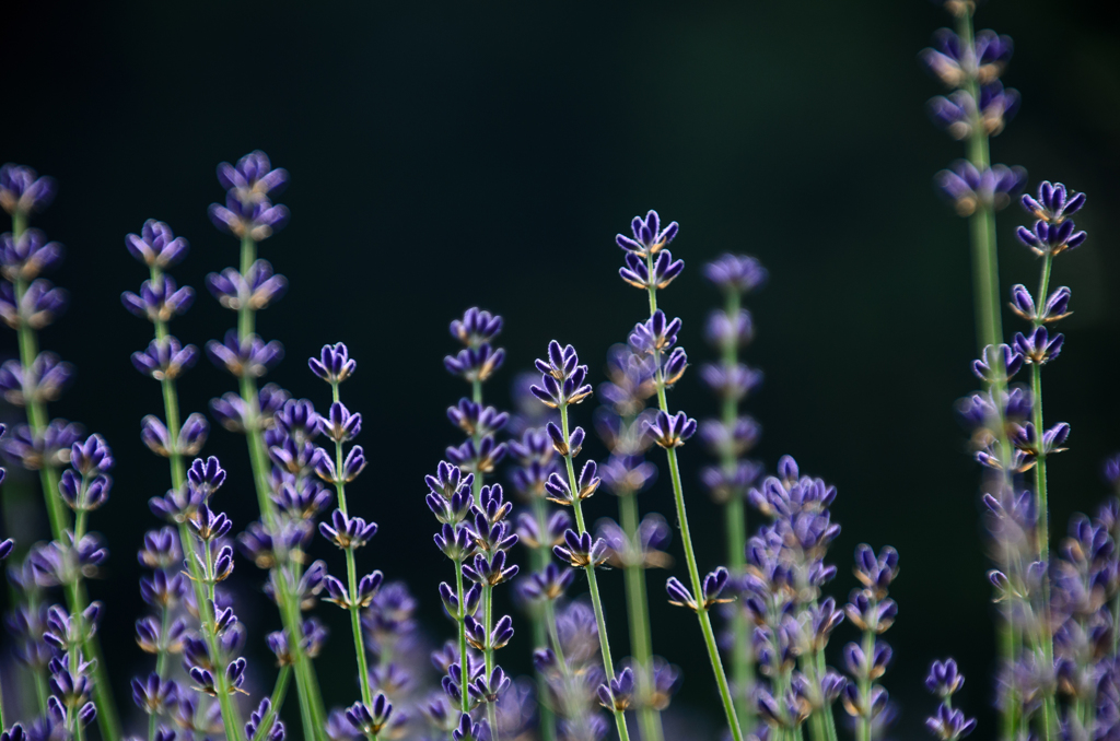 Lavender-3