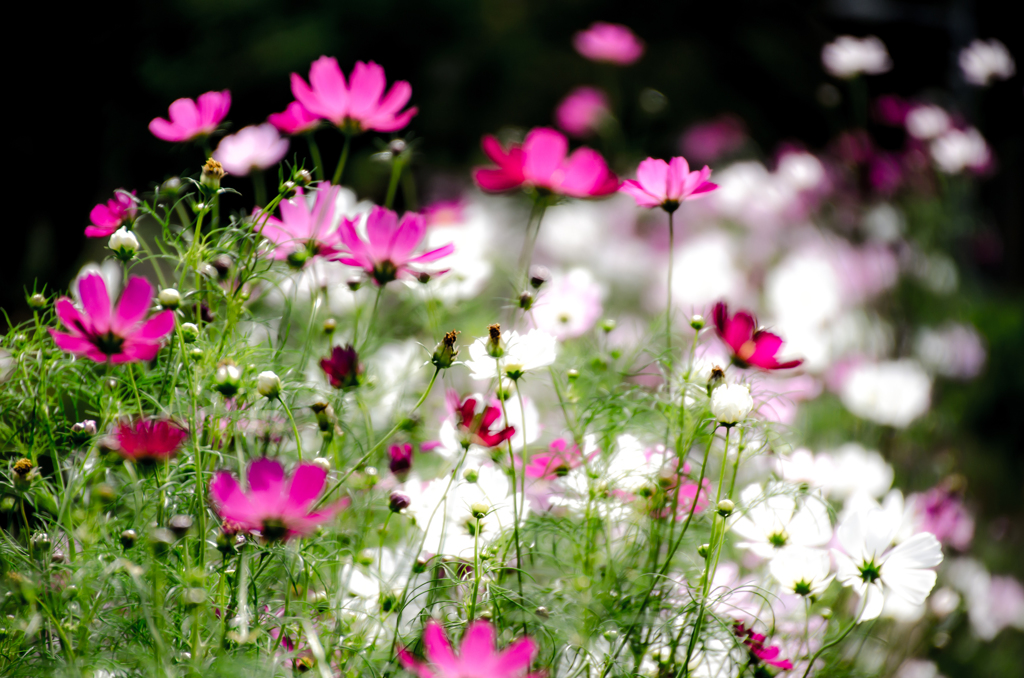 cosmos
