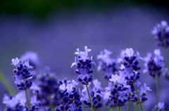 Lavender-1