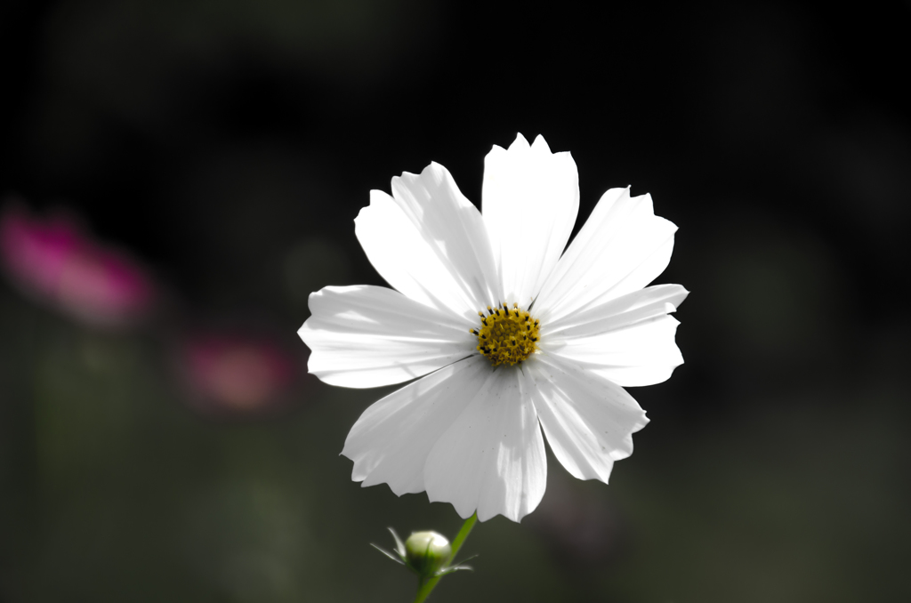 white