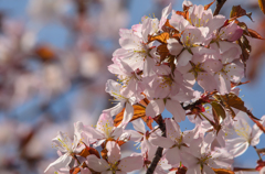 札幌の桜
