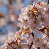 札幌の桜