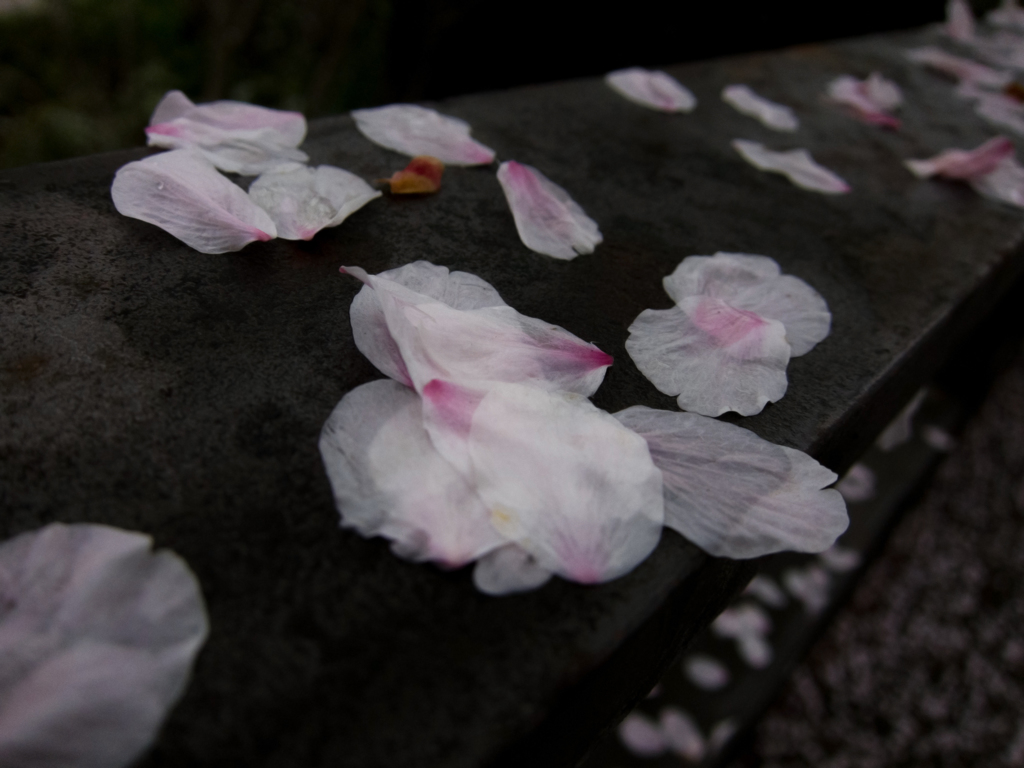 雨