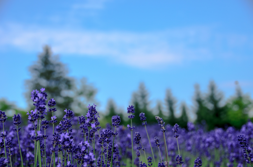 Lavender-4