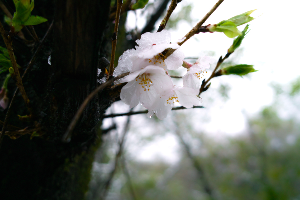 雪の重荷