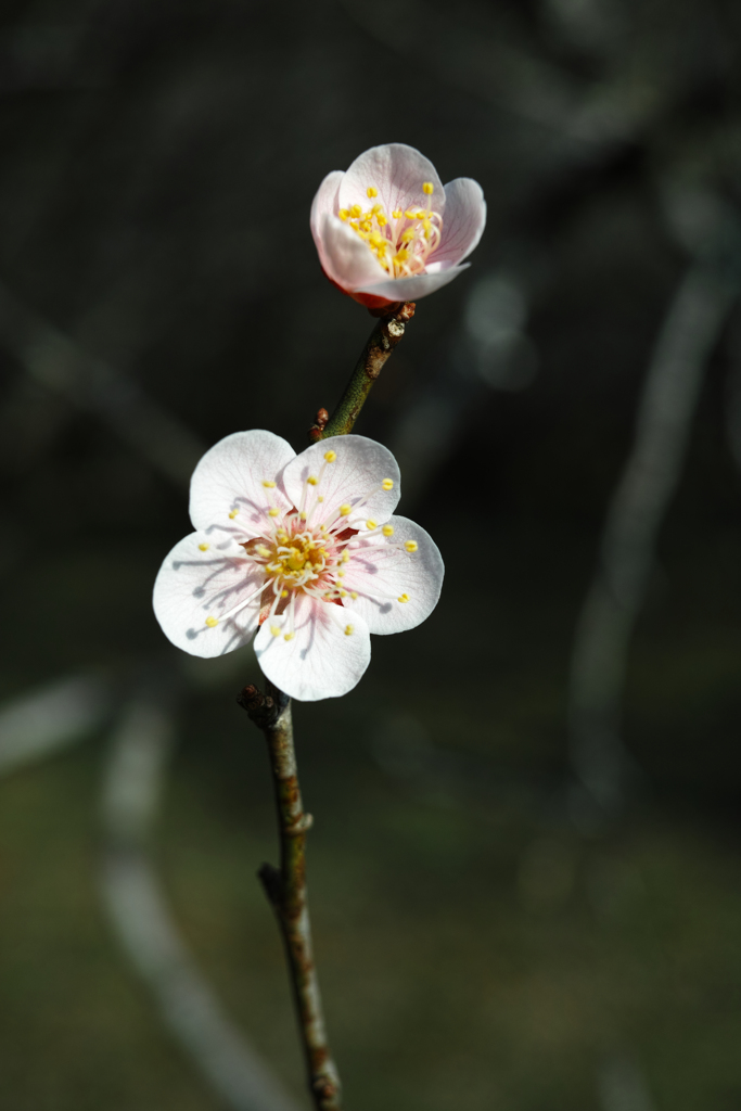 花脈