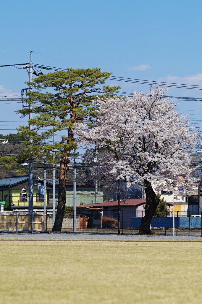 松とサクラ