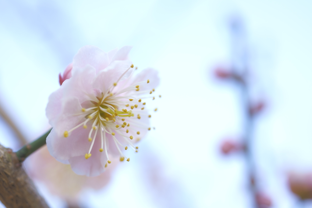 淡し花