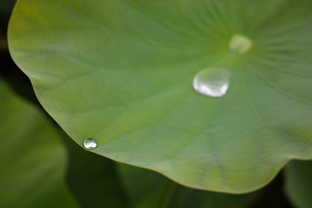 雫