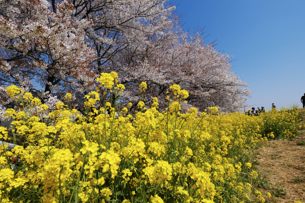 花見日和