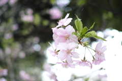 桜色
