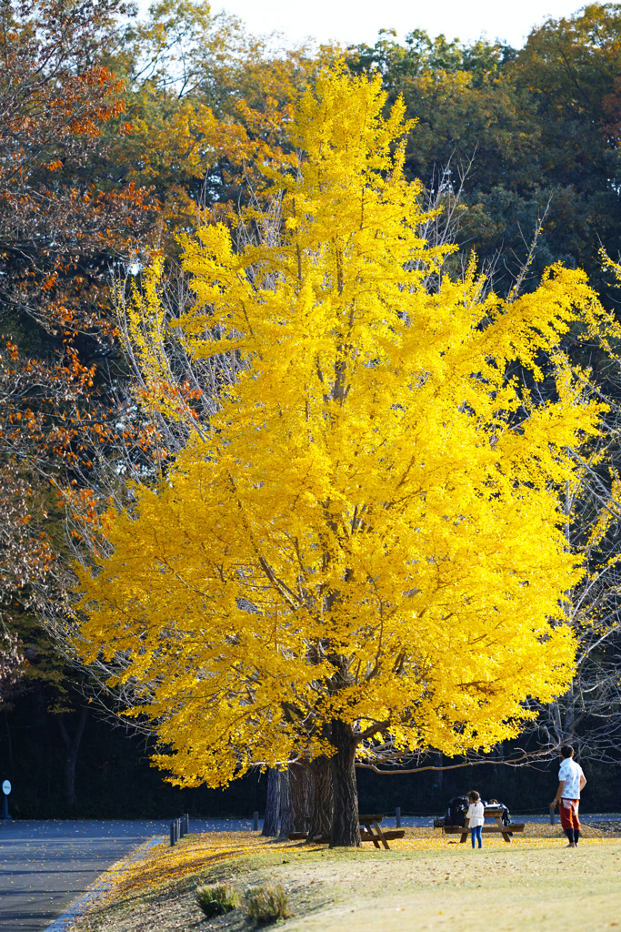 Ginkgo tree