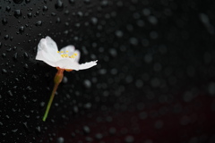 雨の日