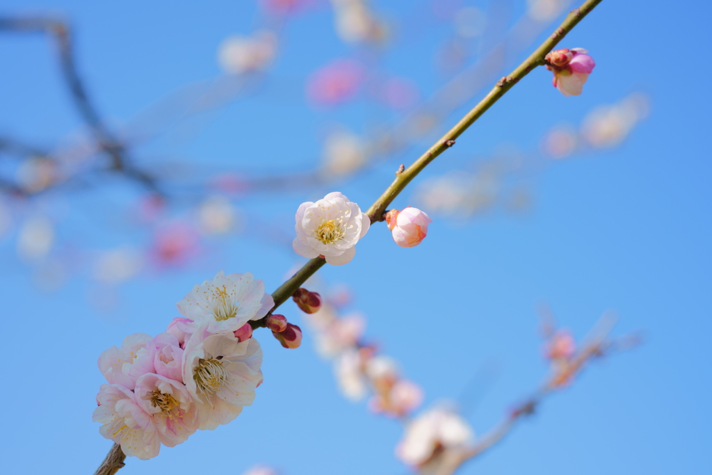 青天の霹靂