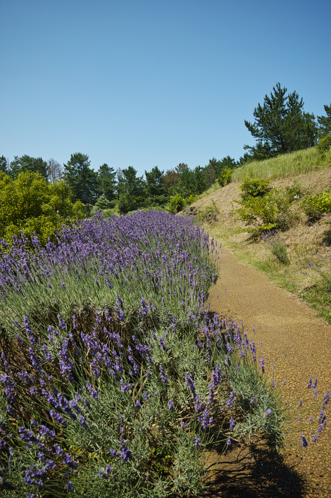 道端のラベンダー