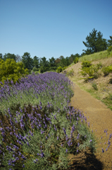 道端のラベンダー