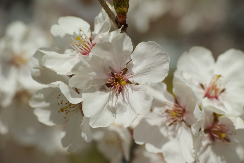 桜の花