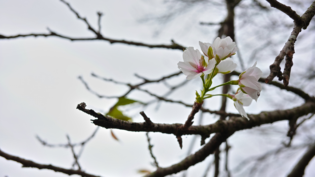 季節はずれの桜かな