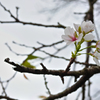 季節はずれの桜かな