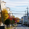 生活圏での紅葉