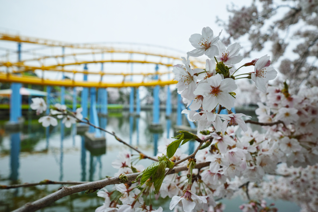 桜とジェットコースター