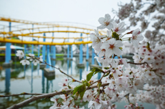 桜とジェットコースター