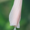 謎の花