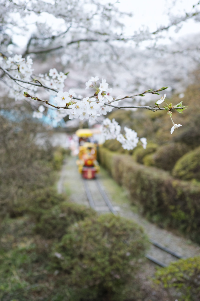 サクラ咲く公園