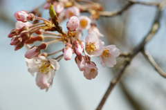 桜の花