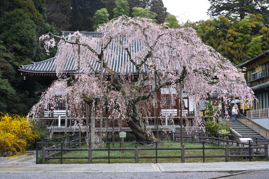 推し桜