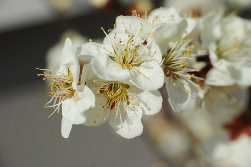 梅の花