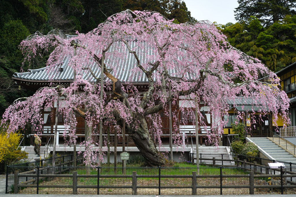 さくら色の花の木