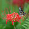 綺麗な花には蜜もある