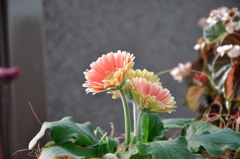 ベランダの花