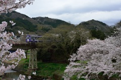 桜と列車