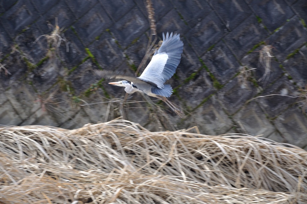 鳥が飛んだ