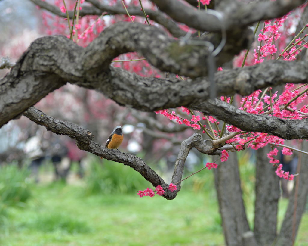 梅と鳥