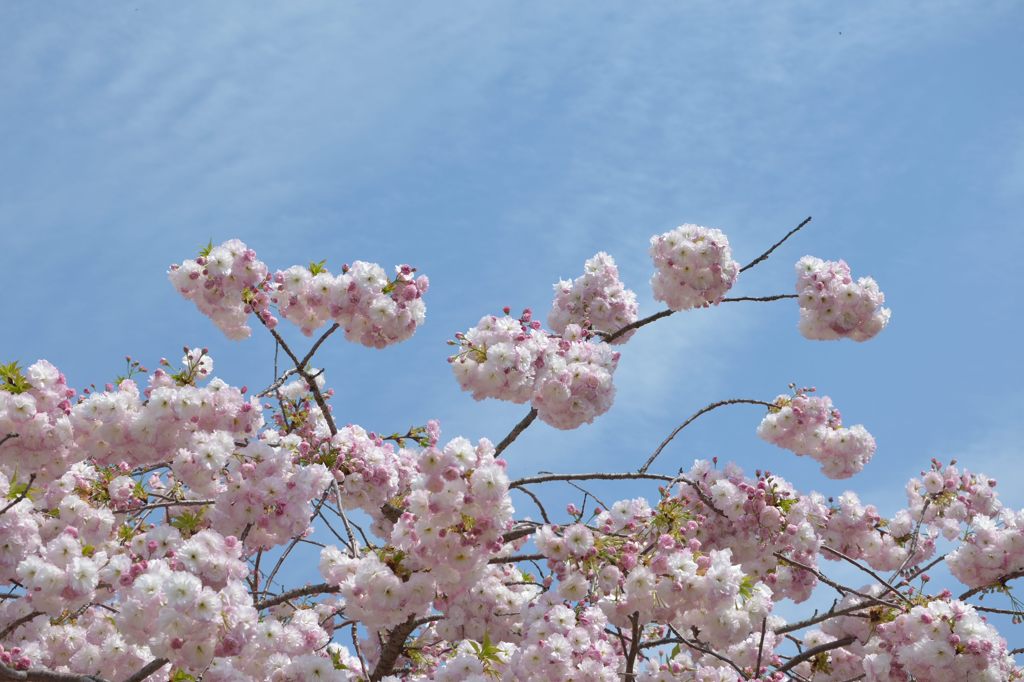 八重桜が満開を迎えました