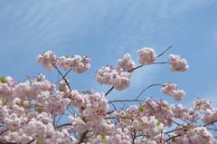 八重桜が満開を迎えました