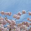 八重桜が満開を迎えました