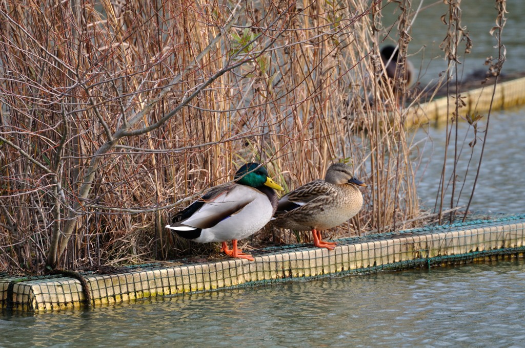 カモ写真