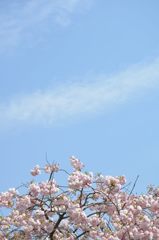 晴れた日の八重桜と言います